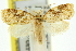  ( - 11ANIC-11001)  @14 [ ] CreativeCommons - Attribution (2011) ANIC/CBG Photography Group Centre for Biodiversity Genomics