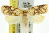  ( - 11ANIC-11004)  @14 [ ] CreativeCommons - Attribution (2011) ANIC/CBG Photography Group Centre for Biodiversity Genomics