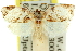  ( - 11ANIC-11010)  @11 [ ] CreativeCommons - Attribution (2011) ANIC/CBG Photography Group Centre for Biodiversity Genomics