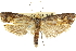  ( - 11ANIC-11030)  @11 [ ] CreativeCommons - Attribution (2011) ANIC/CBG Photography Group Centre for Biodiversity Genomics