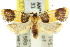  ( - 11ANIC-11054)  @11 [ ] CreativeCommons - Attribution (2011) ANIC/CBG Photography Group Centre for Biodiversity Genomics