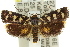  ( - 11ANIC-11057)  @15 [ ] CreativeCommons - Attribution (2011) ANIC/CBG Photography Group Centre for Biodiversity Genomics