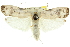  ( - 11ANIC-11070)  @11 [ ] CreativeCommons - Attribution (2011) ANIC/CBG Photography Group Centre for Biodiversity Genomics