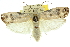  ( - 11ANIC-11072)  @11 [ ] CreativeCommons - Attribution (2011) ANIC/CBG Photography Group Centre for Biodiversity Genomics