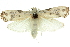  ( - 11ANIC-11074)  @14 [ ] CreativeCommons - Attribution (2011) ANIC/CBG Photography Group Centre for Biodiversity Genomics