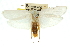 ( - 11ANIC-11075)  @14 [ ] CreativeCommons - Attribution (2011) ANIC/CBG Photography Group Centre for Biodiversity Genomics