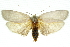  ( - 11ANIC-11080)  @14 [ ] CreativeCommons - Attribution (2011) ANIC/CBG Photography Group Centre for Biodiversity Genomics