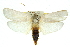 ( - 11ANIC-11081)  @15 [ ] CreativeCommons - Attribution (2011) ANIC/CBG Photography Group Centre for Biodiversity Genomics