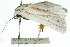  ( - 11ANIC-11092)  @13 [ ] CreativeCommons - Attribution (2011) ANIC/CBG Photography Group Centre for Biodiversity Genomics
