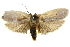  ( - 11ANIC-11105)  @11 [ ] CreativeCommons - Attribution (2011) ANIC/CBG Photography Group Centre for Biodiversity Genomics
