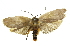  ( - 11ANIC-11106)  @13 [ ] CreativeCommons - Attribution (2011) ANIC/CBG Photography Group Centre for Biodiversity Genomics