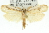  ( - 11ANIC-11134)  @13 [ ] CreativeCommons - Attribution (2011) ANIC/CBG Photography Group Centre for Biodiversity Genomics