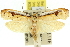  ( - 11ANIC-11137)  @14 [ ] CreativeCommons - Attribution (2011) ANIC/CBG Photography Group Centre for Biodiversity Genomics