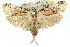  ( - 11ANIC-11147)  @13 [ ] CreativeCommons - Attribution (2011) ANIC/CBG Photography Group Centre for Biodiversity Genomics