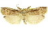  (Xylomimetes trachyptera - 11ANIC-11150)  @11 [ ] CreativeCommons - Attribution (2011) ANIC/CBG Photography Group Centre for Biodiversity Genomics