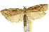  ( - 11ANIC-11153)  @11 [ ] CreativeCommons - Attribution (2011) ANIC/CBG Photography Group Centre for Biodiversity Genomics