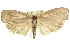  ( - 11ANIC-11171)  @14 [ ] CreativeCommons - Attribution (2011) ANIC/CBG Photography Group Centre for Biodiversity Genomics
