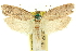  ( - 11ANIC-11184)  @11 [ ] CreativeCommons - Attribution (2011) ANIC/CBG Photography Group Centre for Biodiversity Genomics
