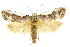  (Cryptophasa argyrocolla - 11ANIC-11191)  @11 [ ] CreativeCommons - Attribution (2011) ANIC/CBG Photography Group Centre for Biodiversity Genomics