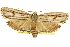  ( - 11ANIC-11194)  @11 [ ] CreativeCommons - Attribution (2011) ANIC/CBG Photography Group Centre for Biodiversity Genomics