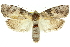  (Cryptophasa nephrosema - 11ANIC-11201)  @15 [ ] CreativeCommons - Attribution (2011) ANIC/CBG Photography Group Centre for Biodiversity Genomics
