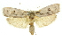  (Cryptophasa alphitodes - 11ANIC-11204)  @14 [ ] CreativeCommons - Attribution (2011) ANIC/CBG Photography Group Centre for Biodiversity Genomics