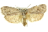  ( - 11ANIC-11205)  @14 [ ] CreativeCommons - Attribution (2011) ANIC/CBG Photography Group Centre for Biodiversity Genomics