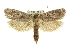  ( - 11ANIC-11207)  @13 [ ] CreativeCommons - Attribution (2011) ANIC/CBG Photography Group Centre for Biodiversity Genomics