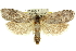  ( - 11ANIC-11208)  @13 [ ] CreativeCommons - Attribution (2011) ANIC/CBG Photography Group Centre for Biodiversity Genomics
