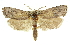  ( - 11ANIC-11210)  @13 [ ] CreativeCommons - Attribution (2011) ANIC/CBG Photography Group Centre for Biodiversity Genomics