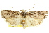  ( - 11ANIC-11212)  @11 [ ] CreativeCommons - Attribution (2011) ANIC/CBG Photography Group Centre for Biodiversity Genomics