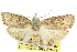  (Cryptophasa sp. ANIC2 - 11ANIC-11213)  @11 [ ] CreativeCommons - Attribution (2011) ANIC/CBG Photography Group Centre for Biodiversity Genomics