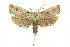  ( - 11ANIC-11216)  @11 [ ] CreativeCommons - Attribution (2011) ANIC/CBG Photography Group Centre for Biodiversity Genomics