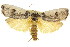  (Cryptophasa platypedimela - 11ANIC-11217)  @14 [ ] CreativeCommons - Attribution (2011) ANIC/CBG Photography Group Centre for Biodiversity Genomics
