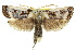  (Cryptophasa sp. ANIC4 - 11ANIC-11220)  @14 [ ] CreativeCommons - Attribution (2011) ANIC/CBG Photography Group Centre for Biodiversity Genomics