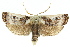  ( - 11ANIC-11221)  @13 [ ] CreativeCommons - Attribution (2011) ANIC/CBG Photography Group Centre for Biodiversity Genomics