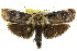  (Cryptophasa porphyritis - 11ANIC-11224)  @14 [ ] CreativeCommons - Attribution (2011) ANIC/CBG Photography Group Centre for Biodiversity Genomics