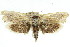  ( - 11ANIC-11236)  @13 [ ] CreativeCommons - Attribution (2011) ANIC/CBG Photography Group Centre for Biodiversity Genomics