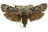  ( - 11ANIC-11245)  @14 [ ] CreativeCommons - Attribution (2011) ANIC/CBG Photography Group Centre for Biodiversity Genomics