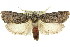  ( - 11ANIC-11252)  @14 [ ] CreativeCommons - Attribution (2011) ANIC/CBG Photography Group Centre for Biodiversity Genomics