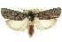  (Cryptophasa sp. ANIC6 - 11ANIC-11253)  @15 [ ] CreativeCommons - Attribution (2011) ANIC/CBG Photography Group Centre for Biodiversity Genomics