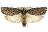  ( - 11ANIC-11254)  @14 [ ] CreativeCommons - Attribution (2011) ANIC/CBG Photography Group Centre for Biodiversity Genomics