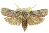  ( - 11ANIC-11255)  @15 [ ] CreativeCommons - Attribution (2011) ANIC/CBG Photography Group Centre for Biodiversity Genomics