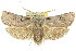  ( - 11ANIC-11256)  @15 [ ] CreativeCommons - Attribution (2011) ANIC/CBG Photography Group Centre for Biodiversity Genomics