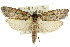  ( - 11ANIC-11258)  @13 [ ] CreativeCommons - Attribution (2011) ANIC/CBG Photography Group Centre for Biodiversity Genomics