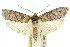  (Cryptophasa sp. ANIC8 - 11ANIC-11259)  @14 [ ] CreativeCommons - Attribution (2011) ANIC/CBG Photography Group Centre for Biodiversity Genomics