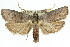  ( - 11ANIC-11260)  @15 [ ] CreativeCommons - Attribution (2011) ANIC/CBG Photography Group Centre for Biodiversity Genomics