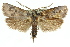  (Cryptophasa sp. ANIC9 - 11ANIC-11261)  @15 [ ] CreativeCommons - Attribution (2011) ANIC/CBG Photography Group Centre for Biodiversity Genomics