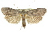  ( - 11ANIC-11262)  @15 [ ] CreativeCommons - Attribution (2011) ANIC/CBG Photography Group Centre for Biodiversity Genomics