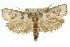  ( - 11ANIC-11263)  @15 [ ] CreativeCommons - Attribution (2011) ANIC/CBG Photography Group Centre for Biodiversity Genomics